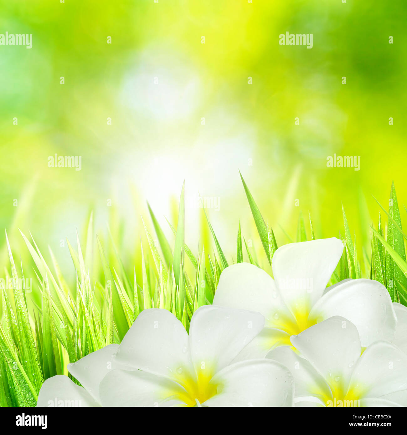 Erba verde e fiori bianchi, composizione quadrata Foto Stock