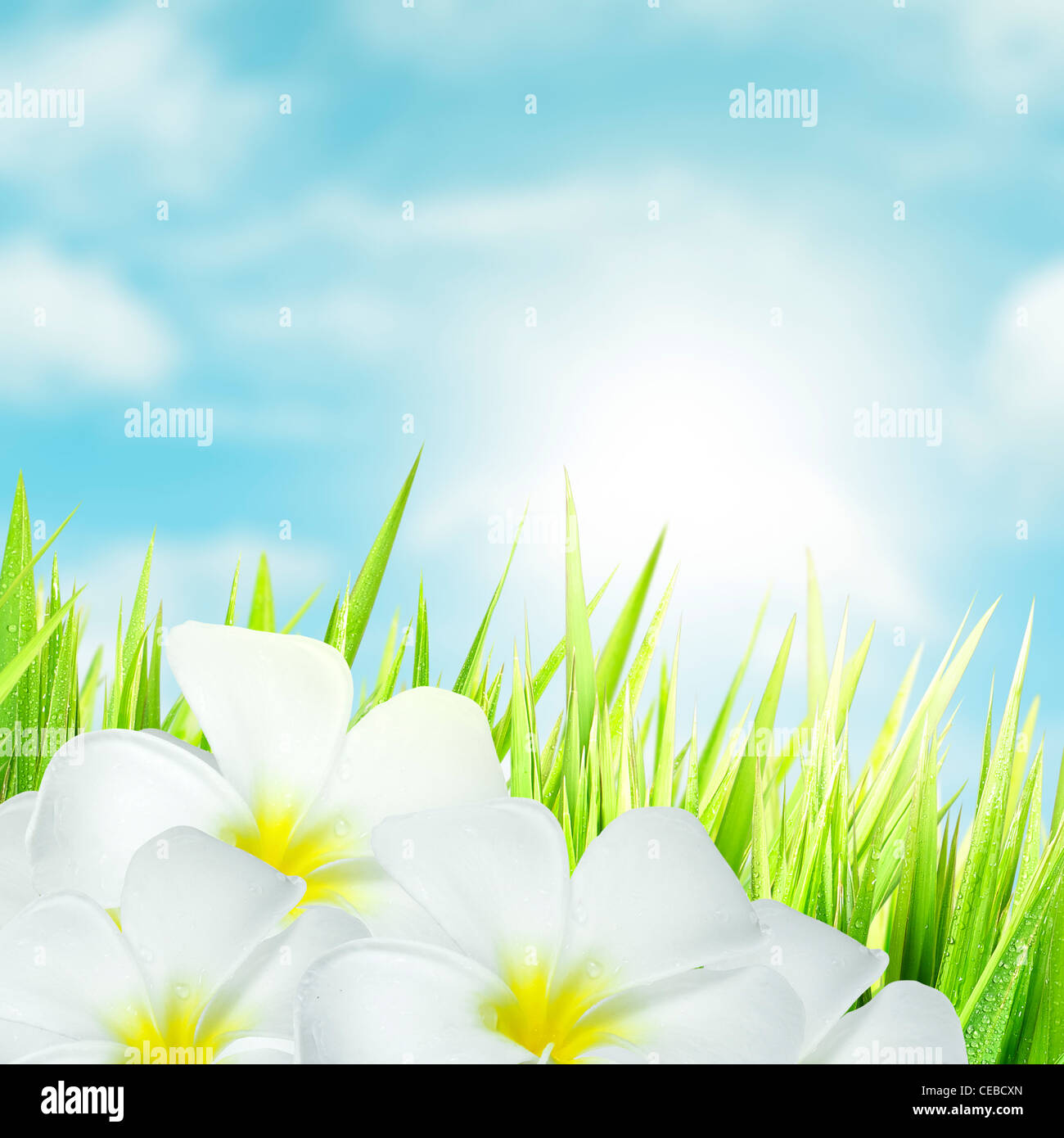 Fiori bianchi, composizione quadrata Foto Stock