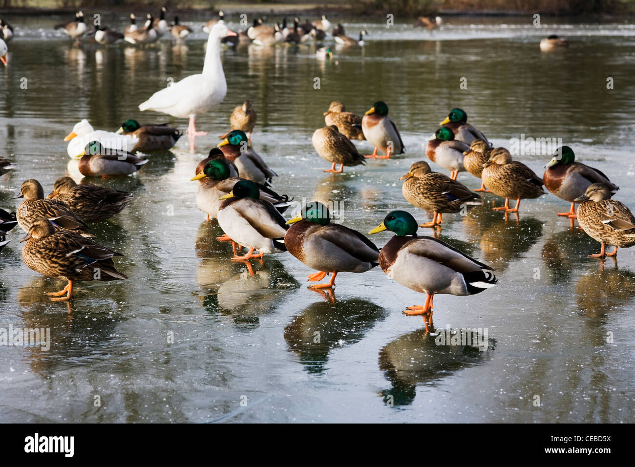 Anas platyrhynchos. Le anatre bastarde e i draghetti su un lago ghiacciato in inverno nel Regno Unito Foto Stock