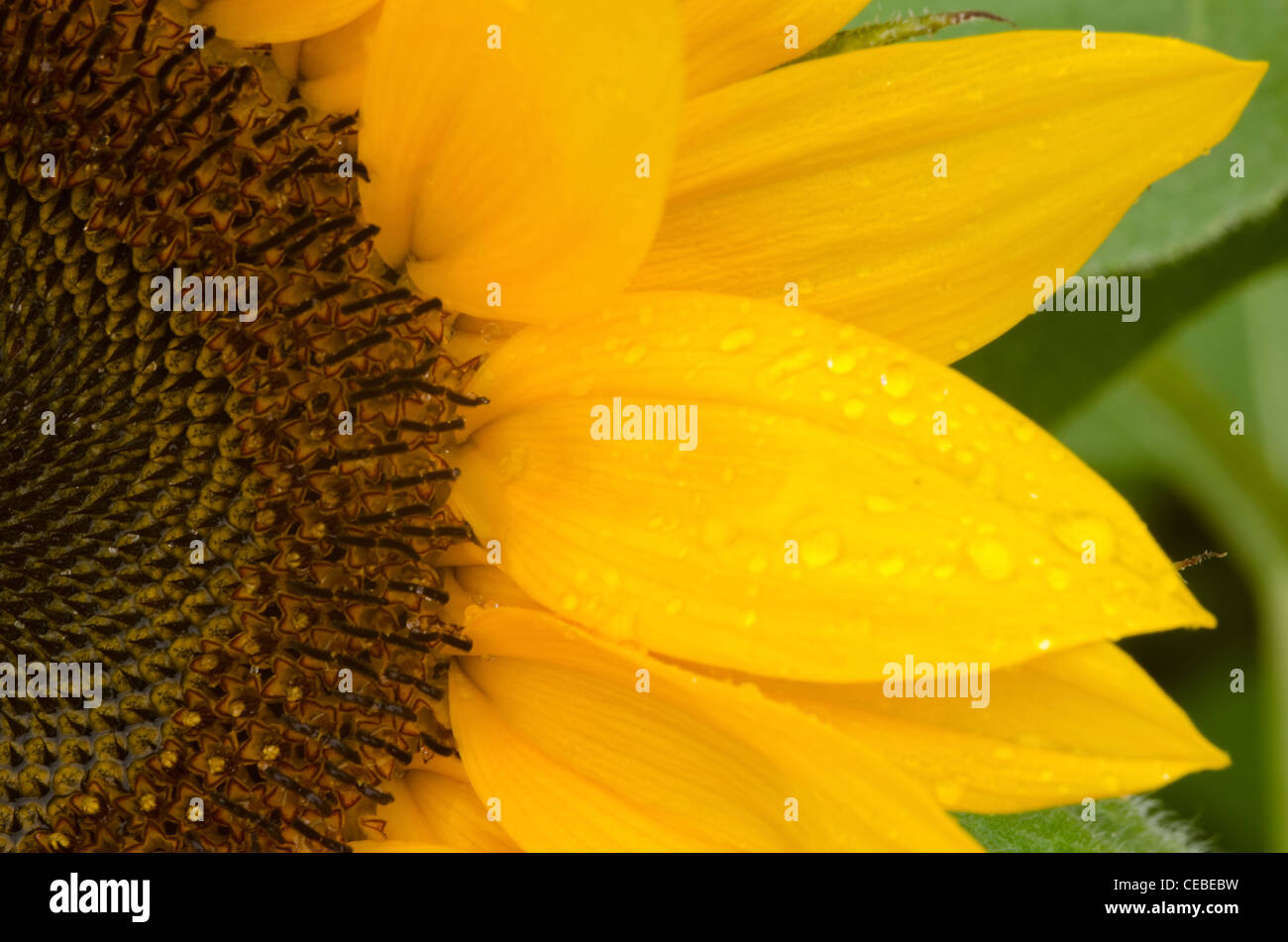 Particolare di una parte di un sole fiore in un giorno di pioggia Foto Stock