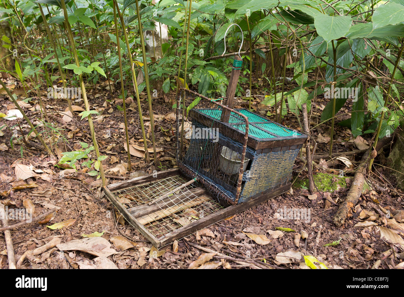 Fatte a mano bird trap (nome di uccello una rampa di acqua dei generi Rallus e Amauropsis) nella struttura ad albero di gomma giardino nella parte sud di Th Foto Stock