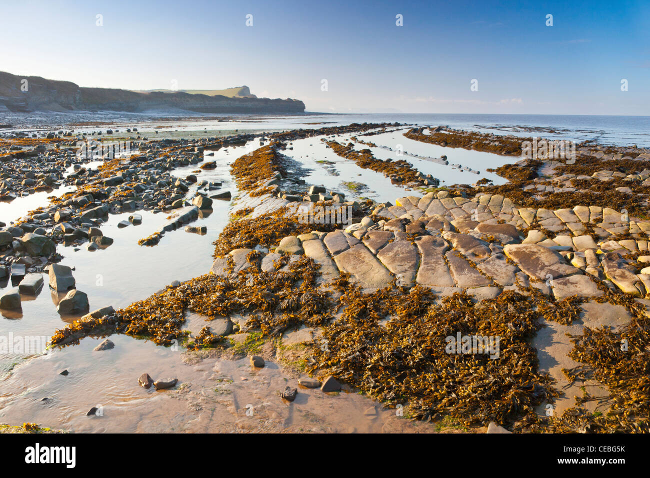 Drammatica lias blu strati di roccia sulla spiaggia a Kilve sul Canale di Bristol, Somerset, Inghilterra, Regno Unito Foto Stock