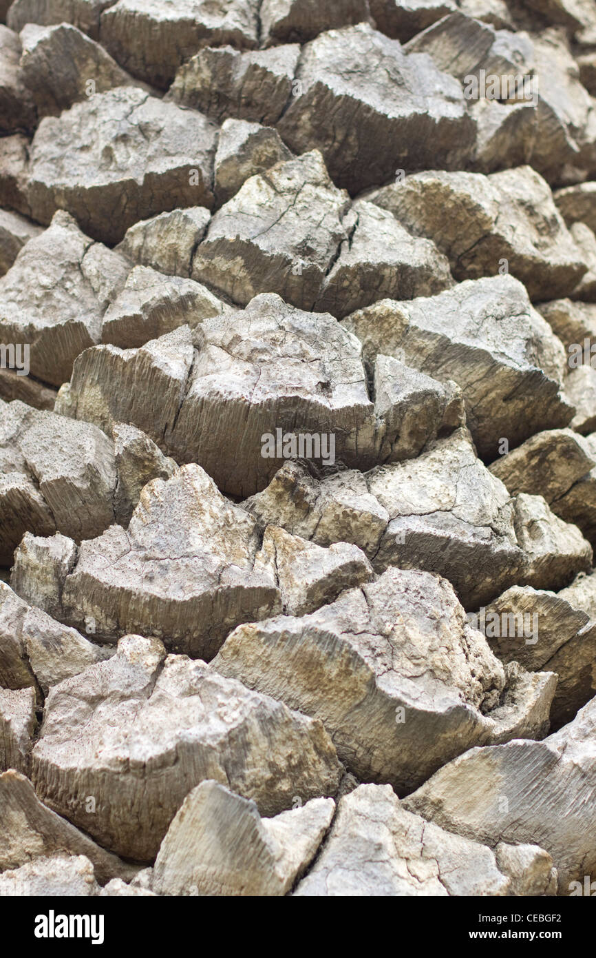 Arecaceae Palmae Palmaceae palma cresce in una piazza di Roma Italia Foto Stock