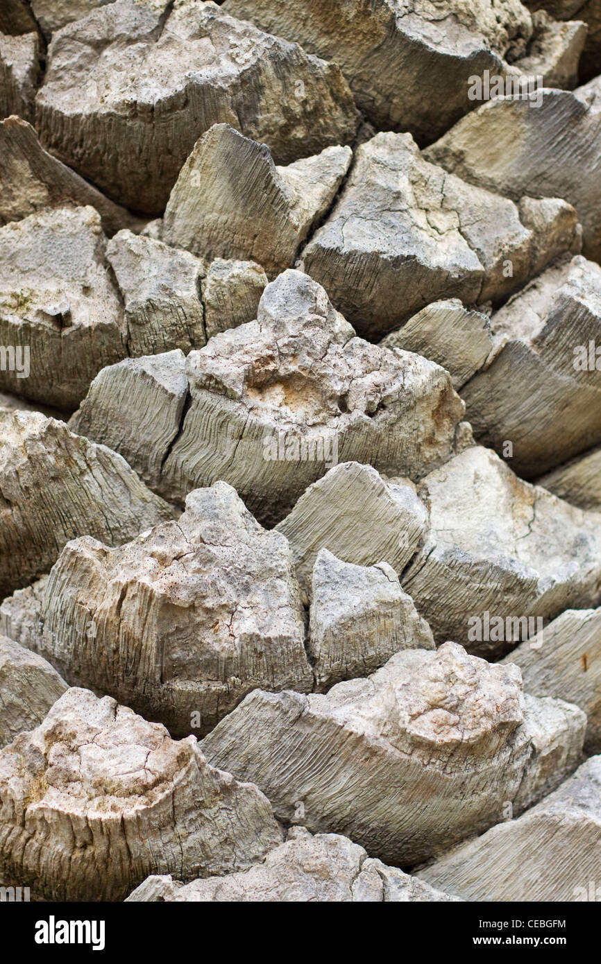 Arecaceae Palmae Palmaceae palma cresce in una piazza di Roma Italia Foto Stock