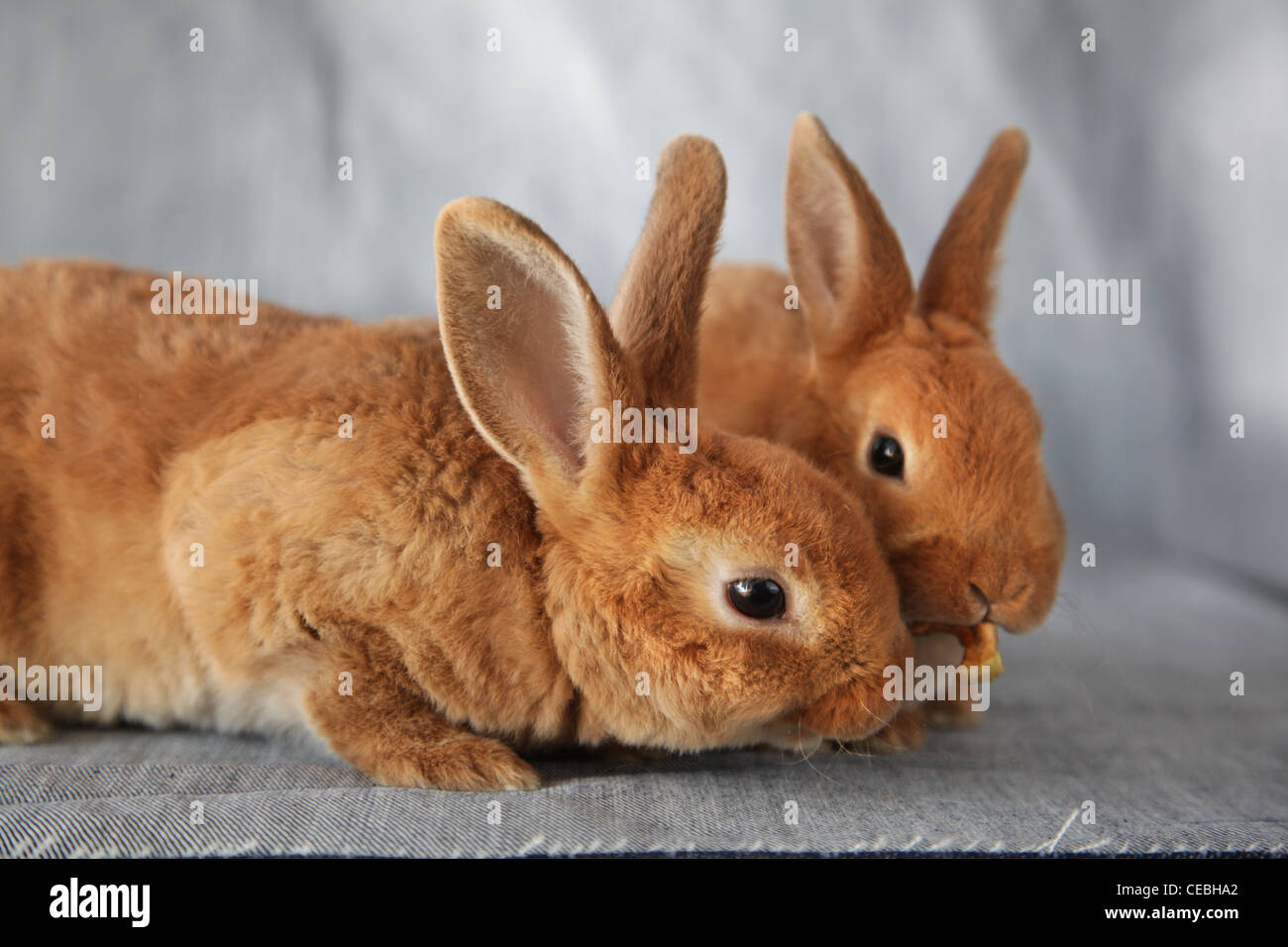 Due conigli rossi Foto Stock