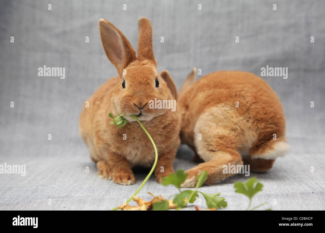 Due conigli rossi Foto Stock