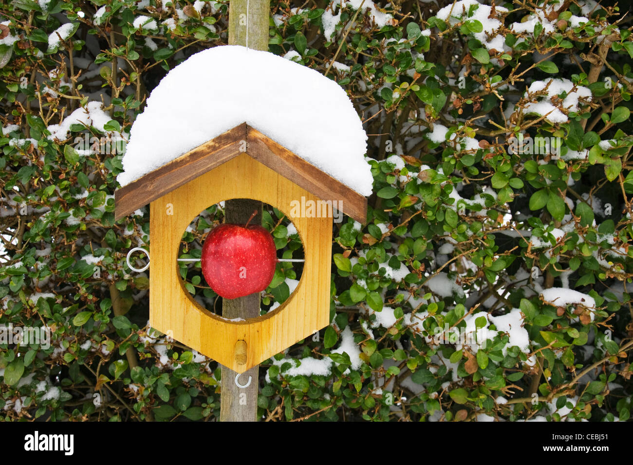 Una mela rossa in un bird feeder coperto di neve. Foto Stock