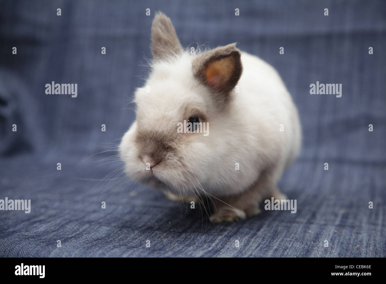 coniglio bianco Foto Stock