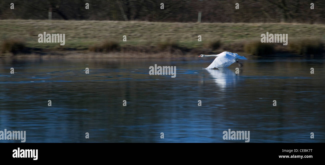 Un cigno (Cygnus olor) decolla da un lago ghiacciato in inverno nel Suffolk, Inghilterra Foto Stock