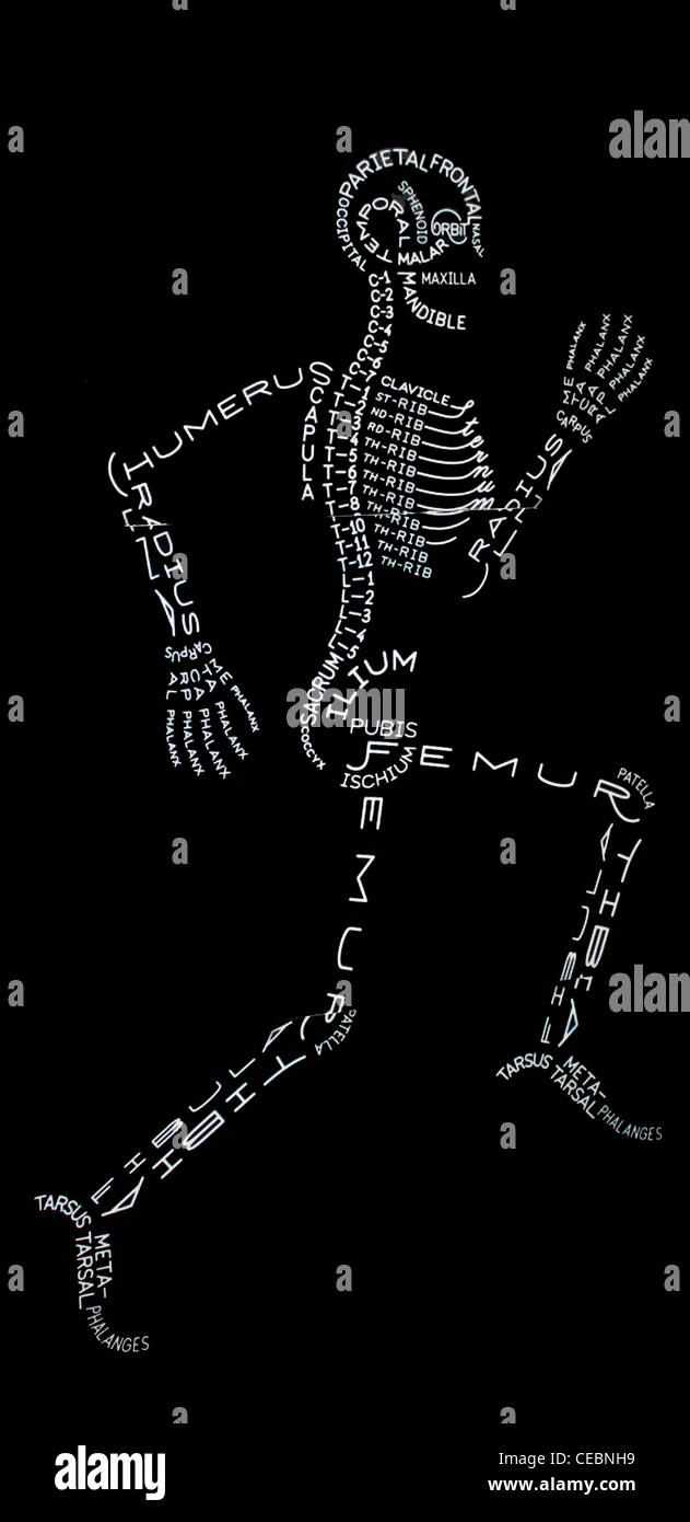 Le ossa nel corpo umano contrassegnati schematicamente Foto Stock