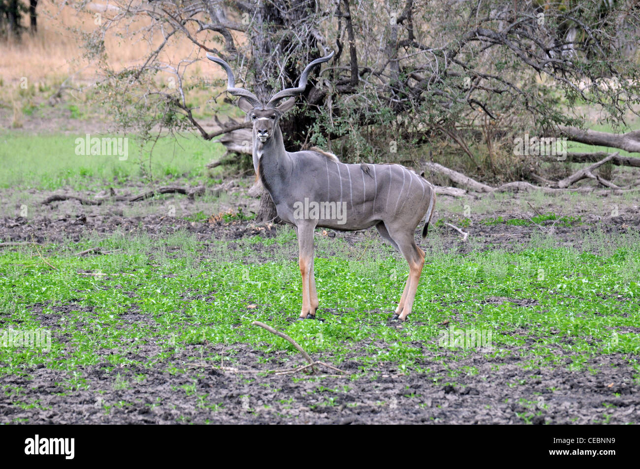 Kudu maschio con grandi corna, in aperta campagna Foto Stock