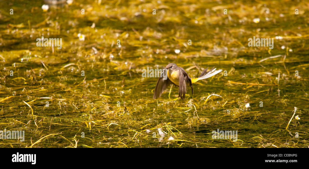 Wagtail grigio in fly fly cattura Foto Stock