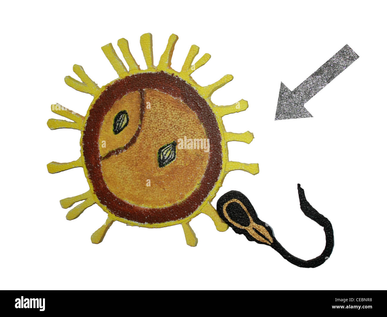 Riunione di sperma uovo per la fecondazione . visualizzati come un taglio fuori Foto Stock