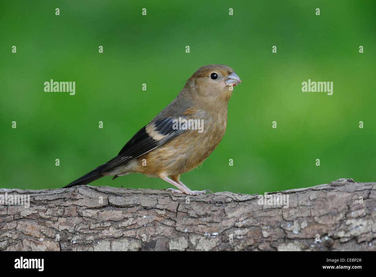 I capretti Bullfinch Foto Stock