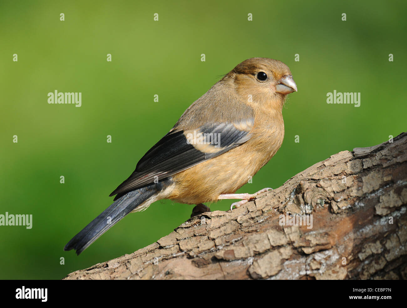 I capretti Bullfinch Foto Stock