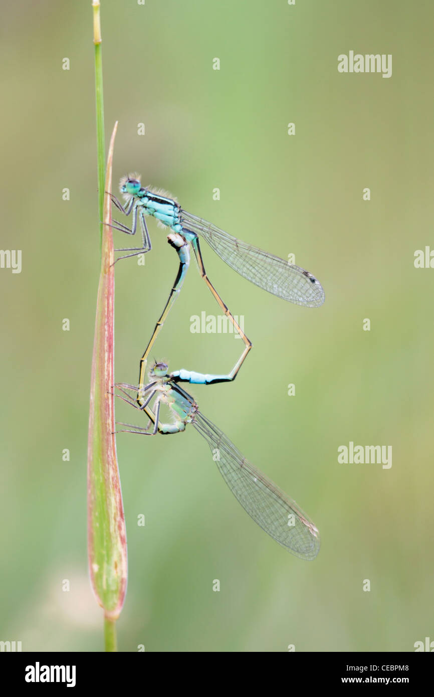 Coniugata coppia di blu-tailed damselflies (ischnura elegans) sul gambo di erba Foto Stock