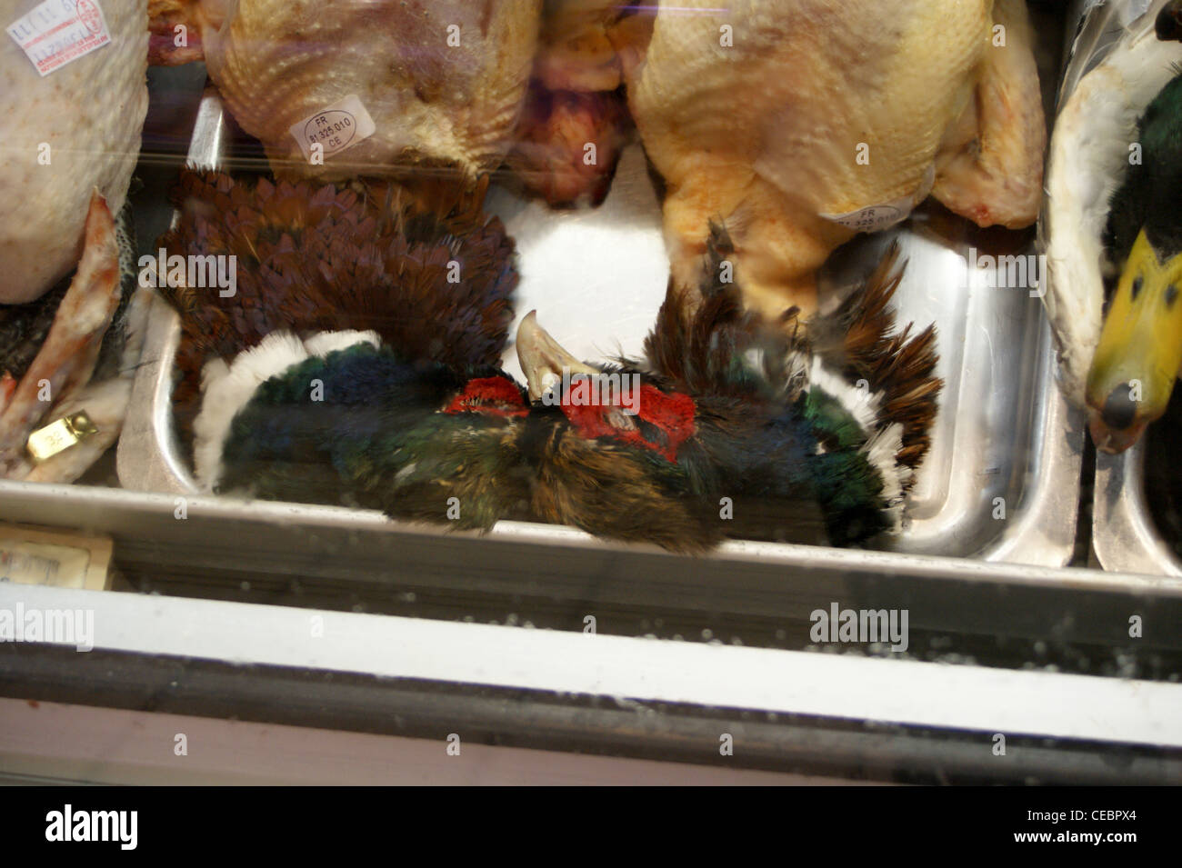 Wild Pheasant in vendita presso un concessionario di gioco, Marché Victor Hugo, il mercato francese, Toulouse, Haute-Garonne, Midi- Pyréneés, Occitanie, Francia Foto Stock