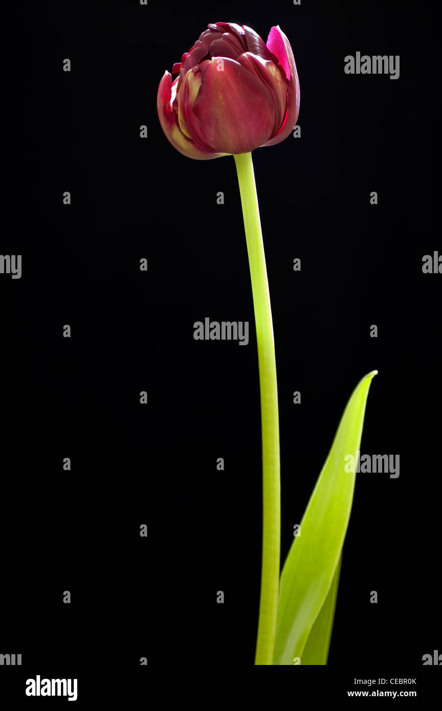 Balck Hero Tulip su sfondo nero Foto Stock