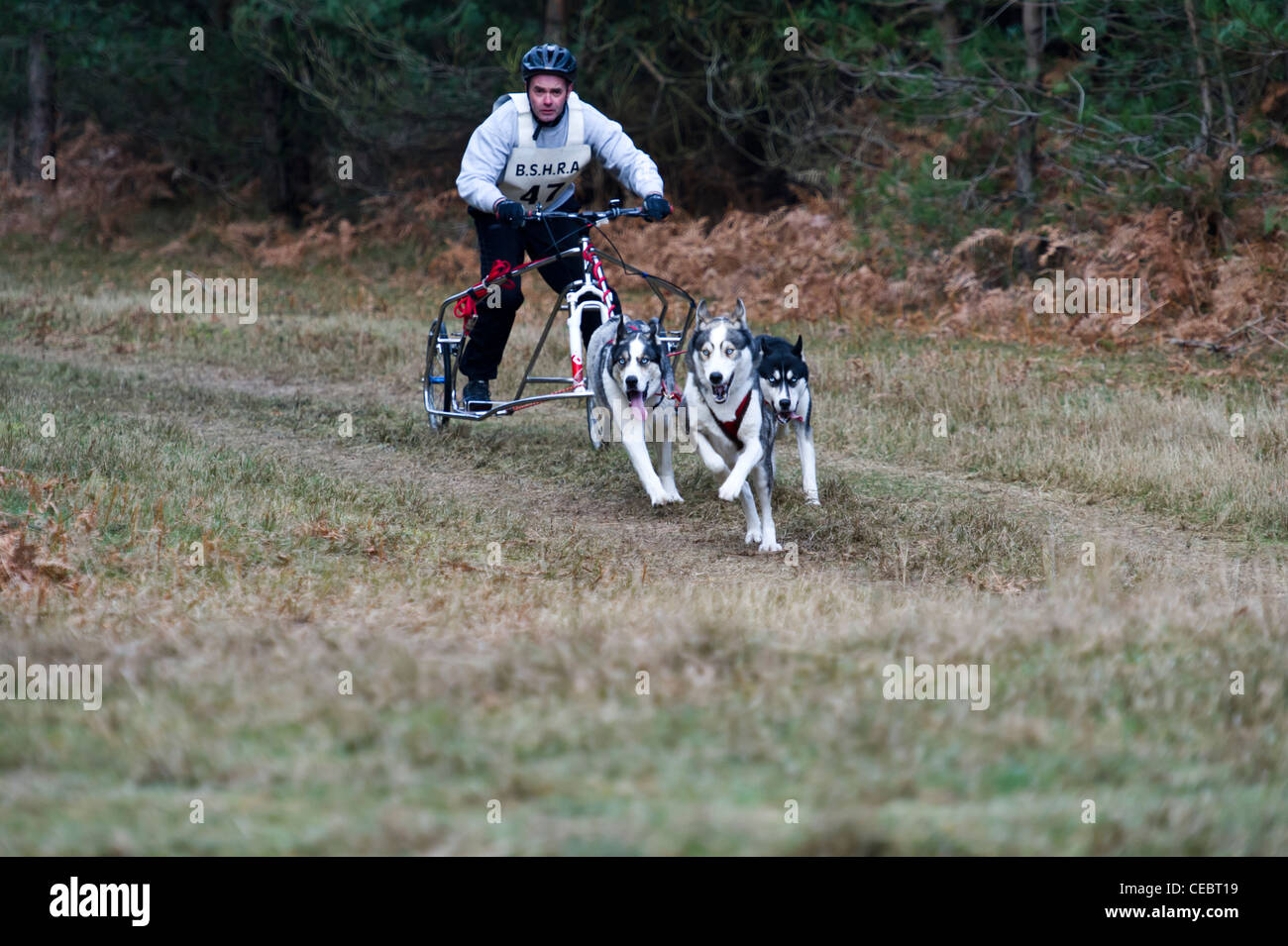 British Siberian Husky Racing associazione evento tenutosi a Elveden foresta, Suffolk, Regno Unito tre squadre di cane in concorrenza su un giro cronometrato. Foto Stock