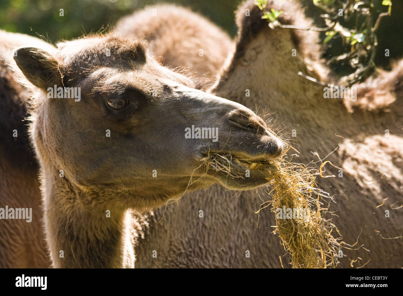 Giovane maschio camel mangiare il suo pasto e alla ricerca Foto Stock