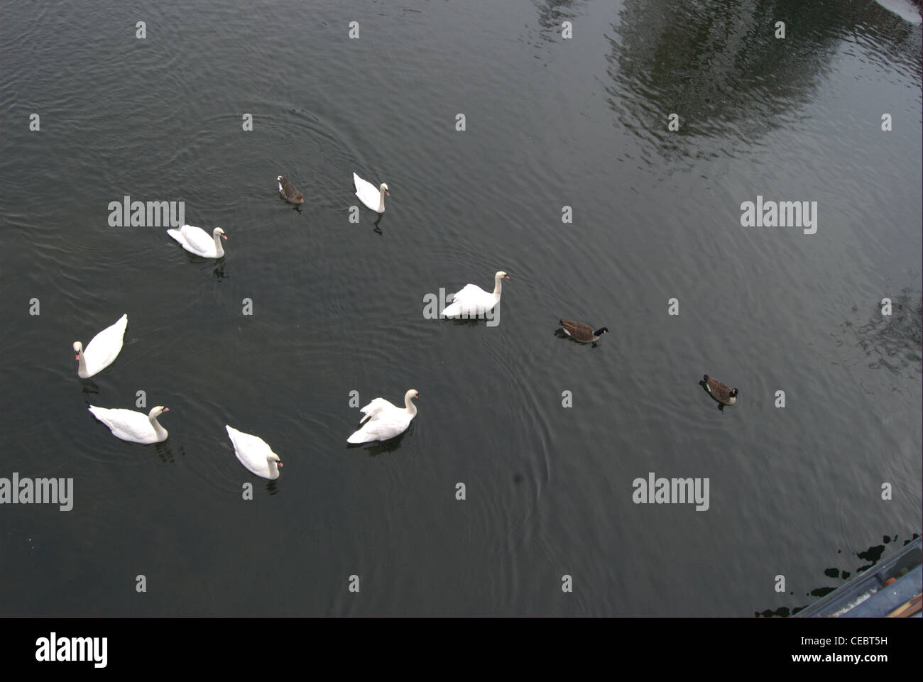 Cigni anatre oche realizzano forme nel fiume Foto Stock