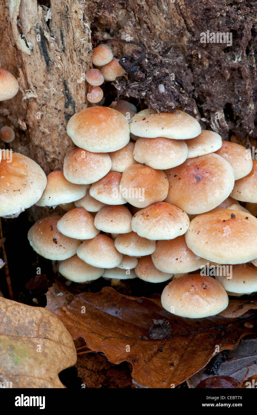 Ciuffo di zolfo fungo: Hypholoma fasciculare Foto Stock