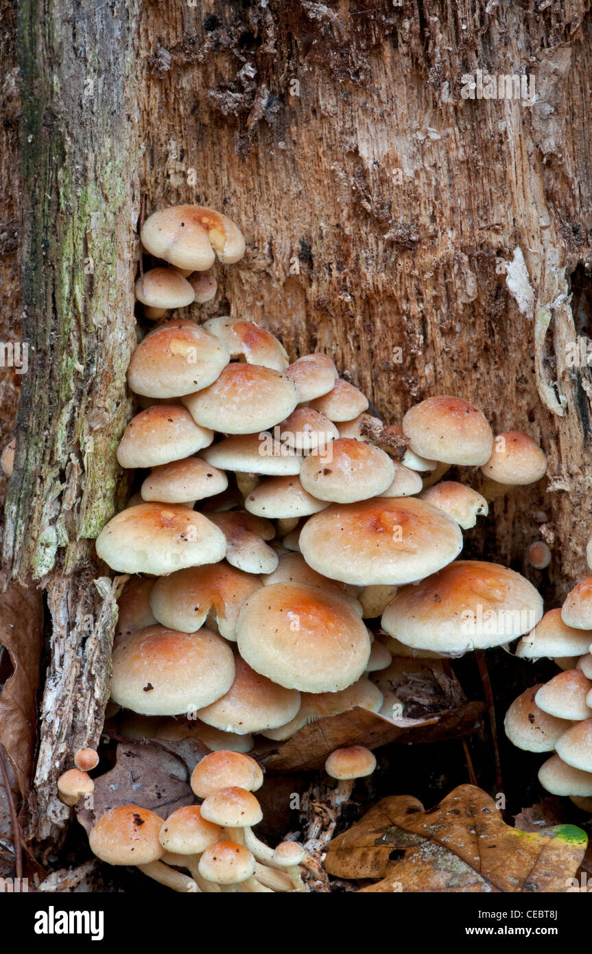 Ciuffo di zolfo fungo: Hypholoma fasciculare Foto Stock