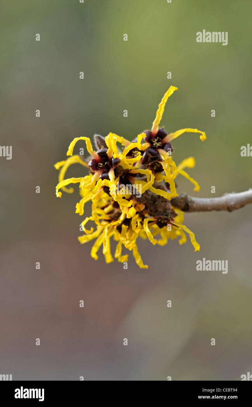 Amamelide: Hamamelis mollis 'Nymans' Foto Stock