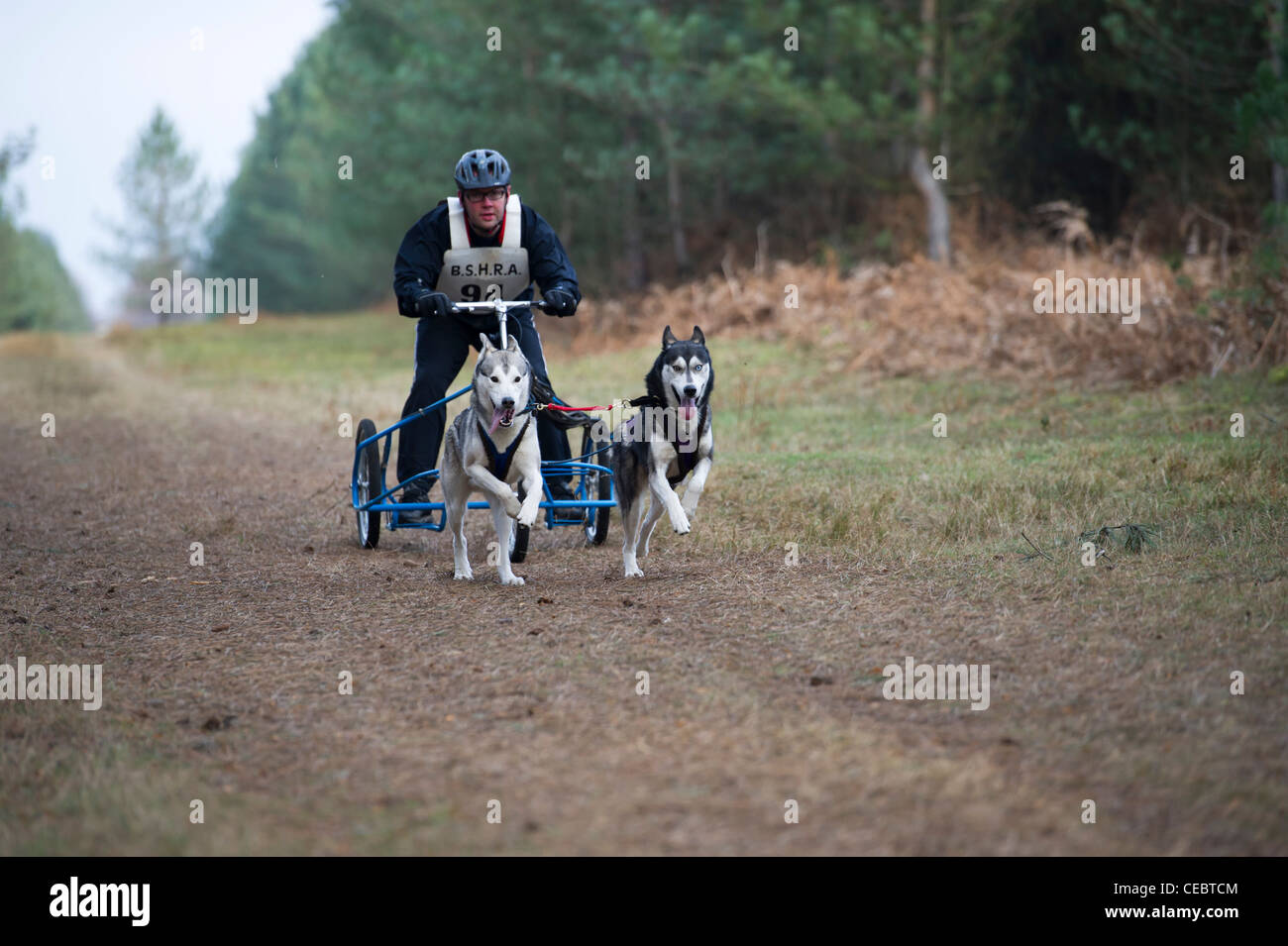 British Siberian Husky Racing associazione evento tenutosi a Elveden foresta, Suffolk, Regno Unito. Due squadre di cani in concorrenza su un giro cronometrato. Foto Stock