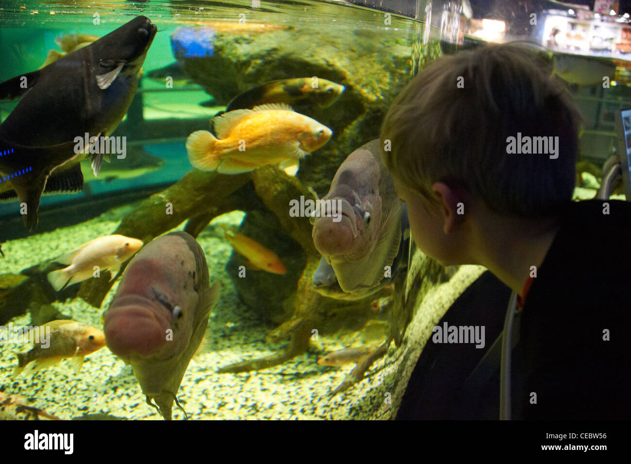 Sea World acquari Praga Repubblica Ceca Foto Stock