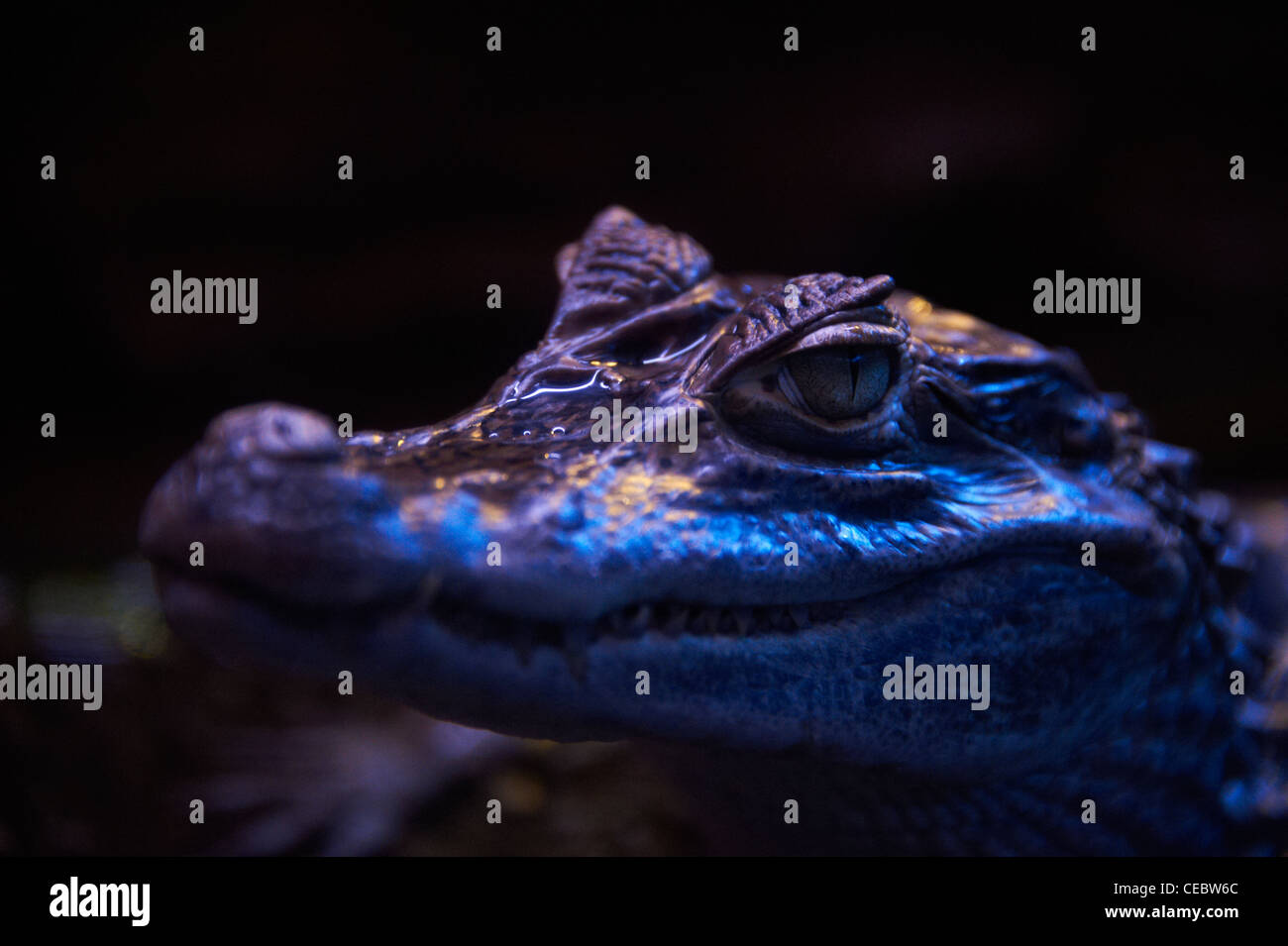 Sea World acquari Praga Repubblica Ceca Foto Stock