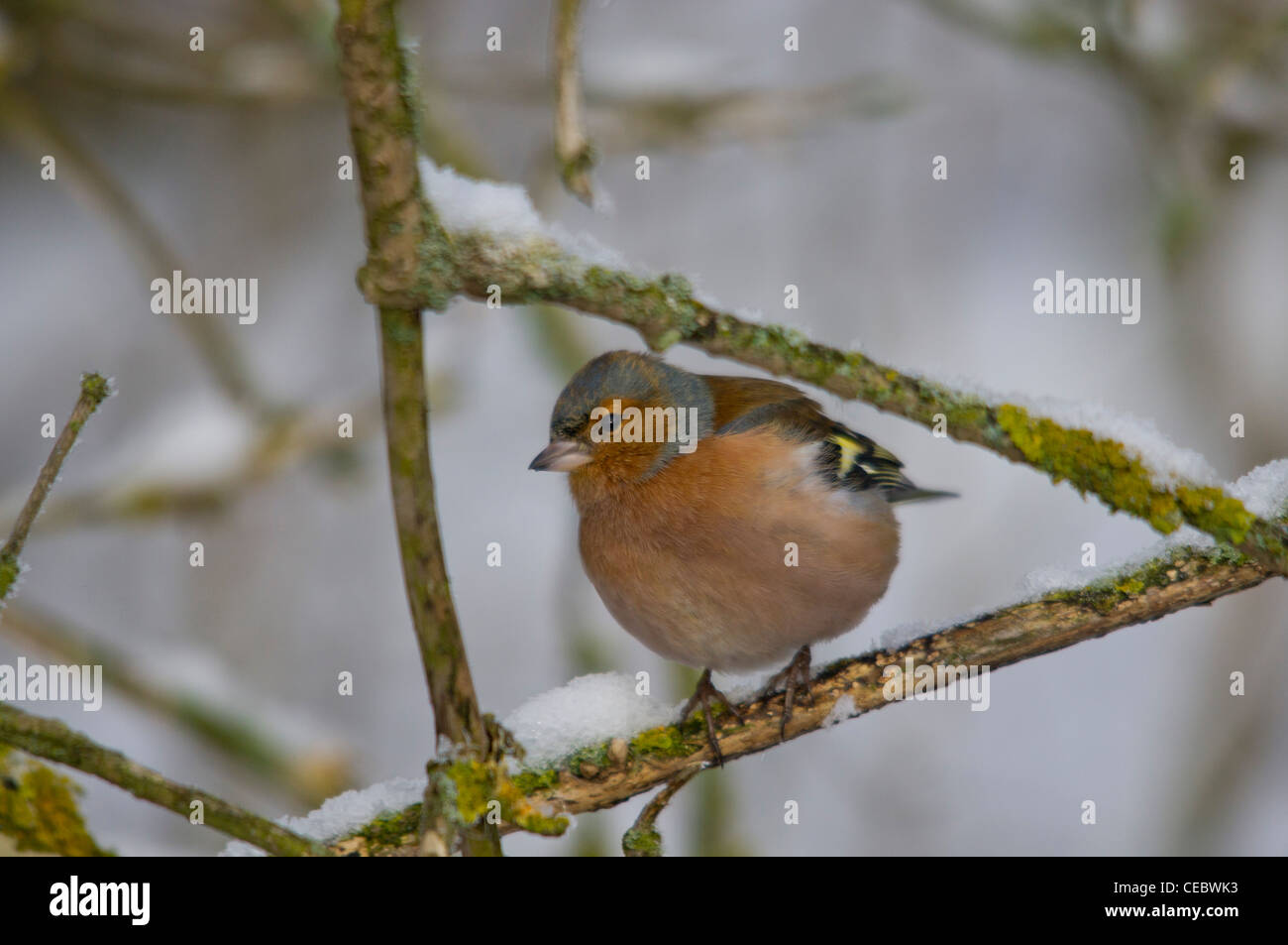 Fringuello Foto Stock