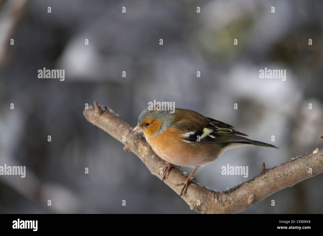 Fringuello Foto Stock