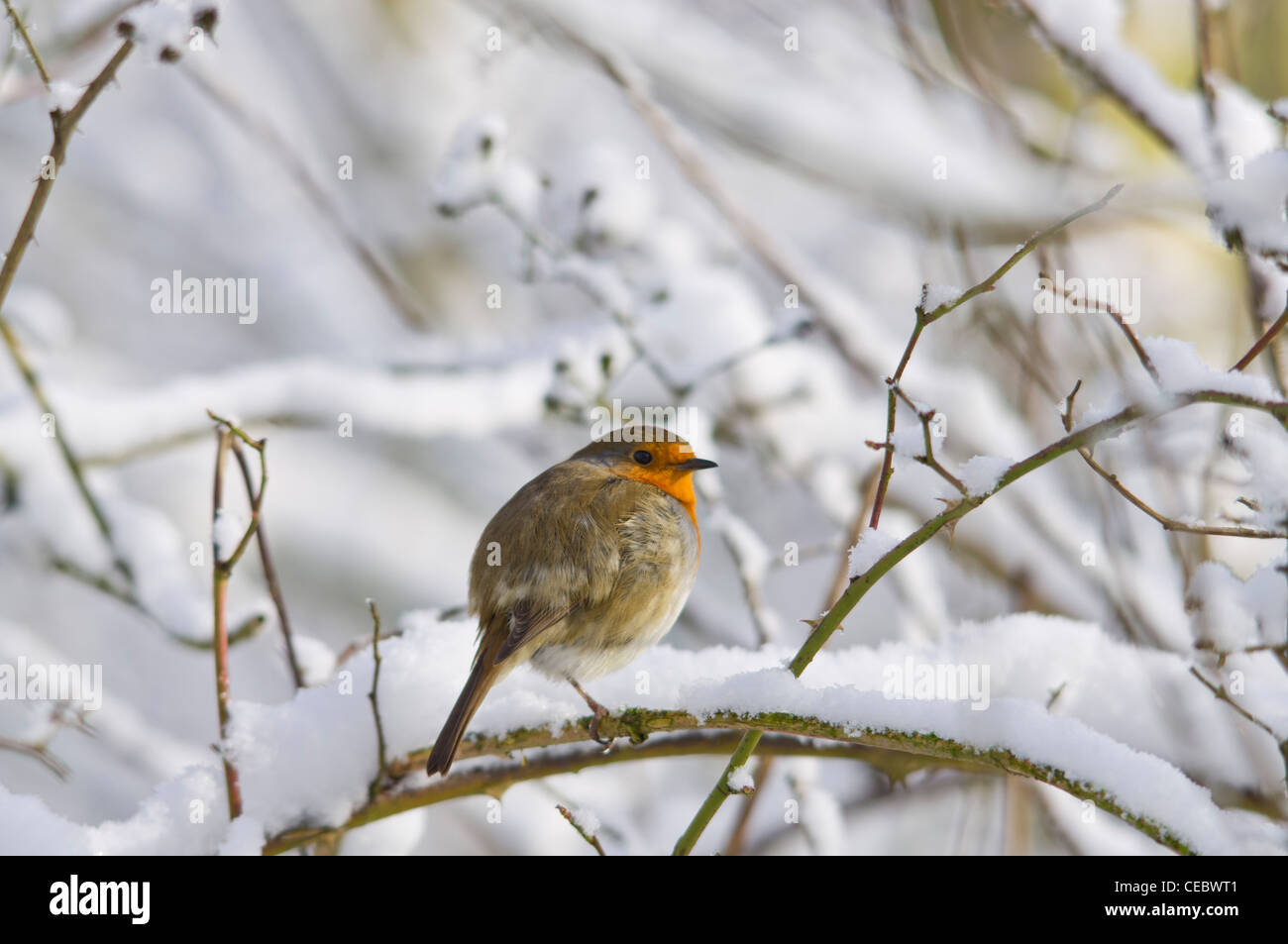 Robin nella neve Foto Stock