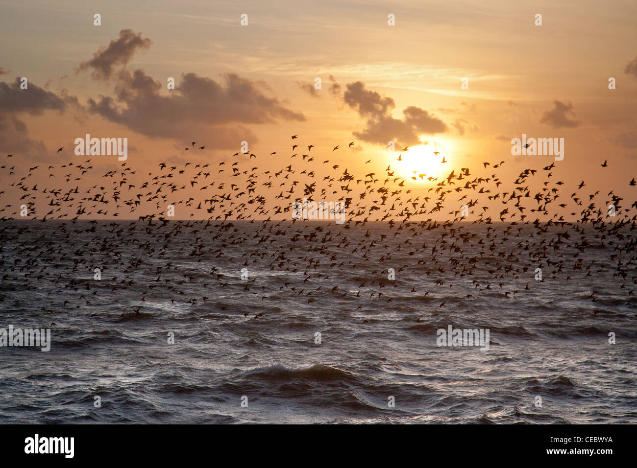 Viste della Starling (Sturnus vulgaris) Murmuration al Molo di Brighton Foto Stock