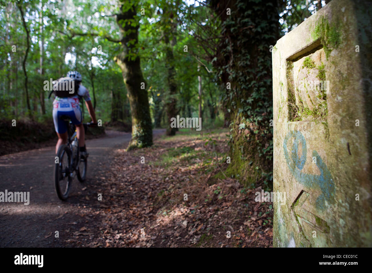 Ciclista sul Camino de Santiago in Galizia Foto Stock