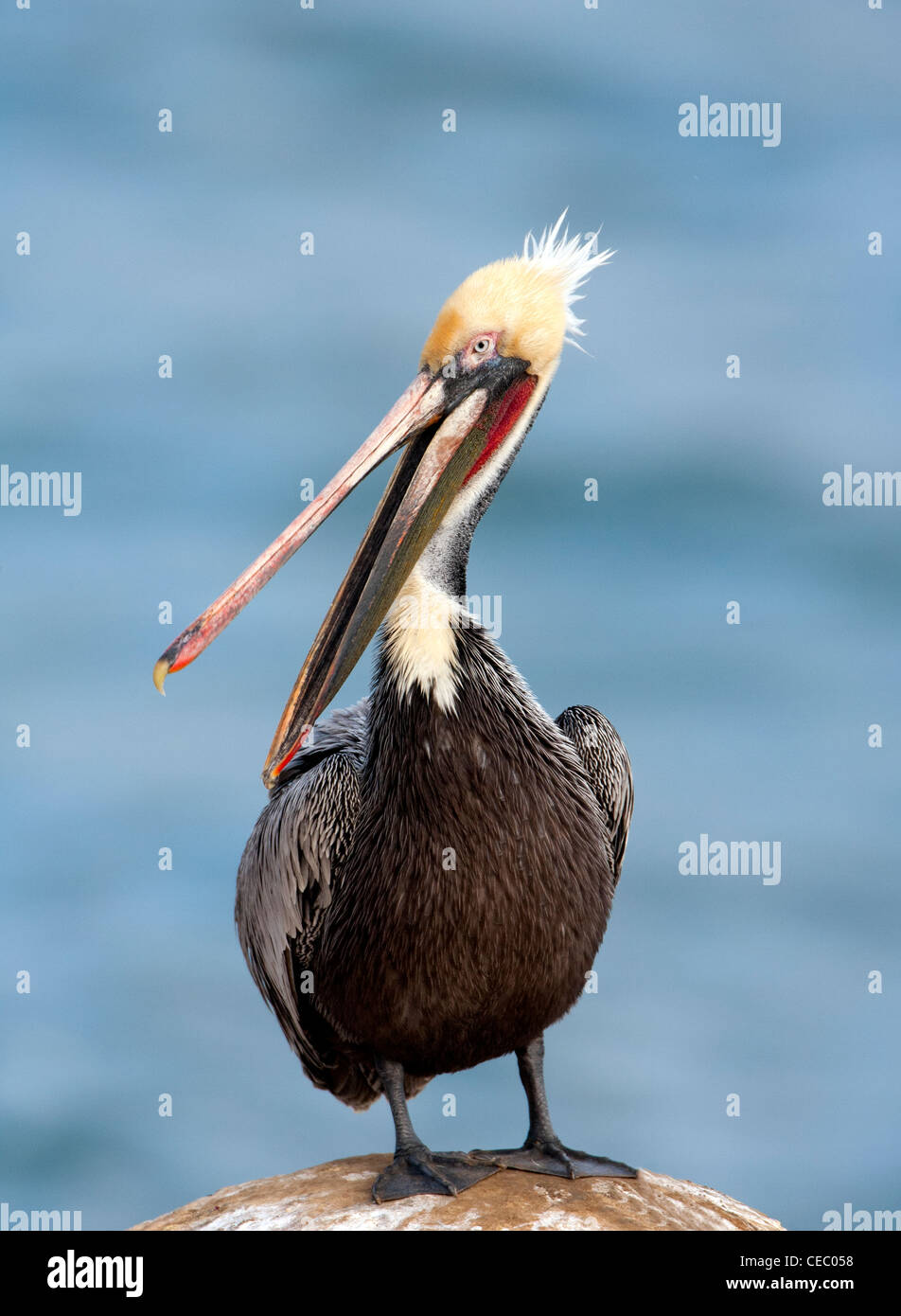 Pellicano marrone nell'allevamento Plumage Beak Open Portrait Foto Stock