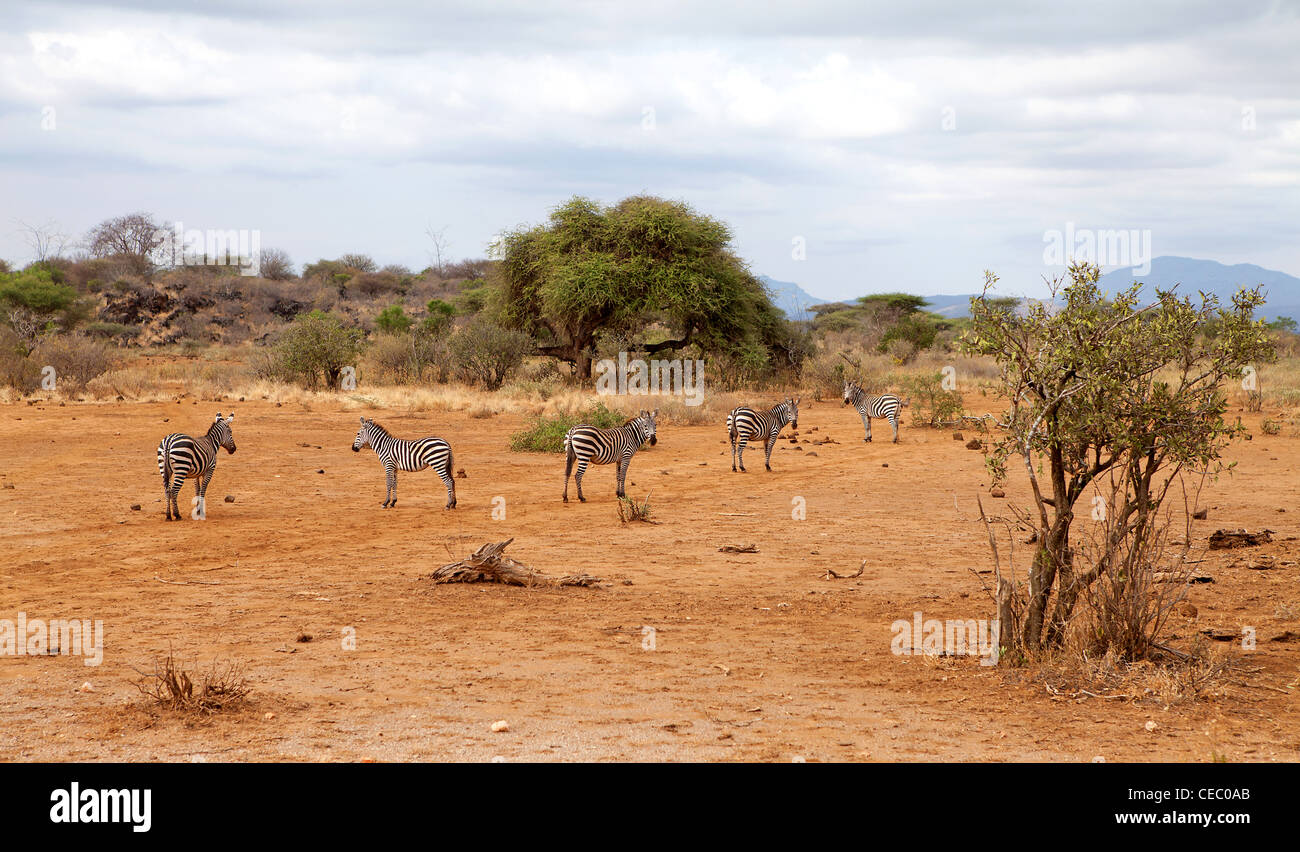 Paio di wild zebra africana nella natura Foto Stock