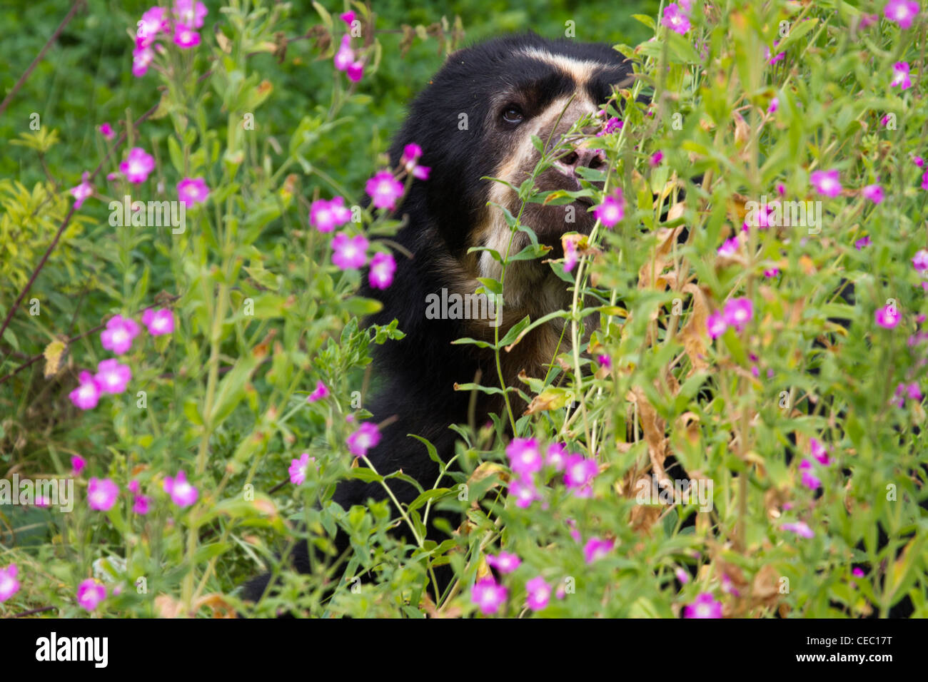 Orso Spectacled sbirciando attraverso alcuni fiori selvatici Foto Stock