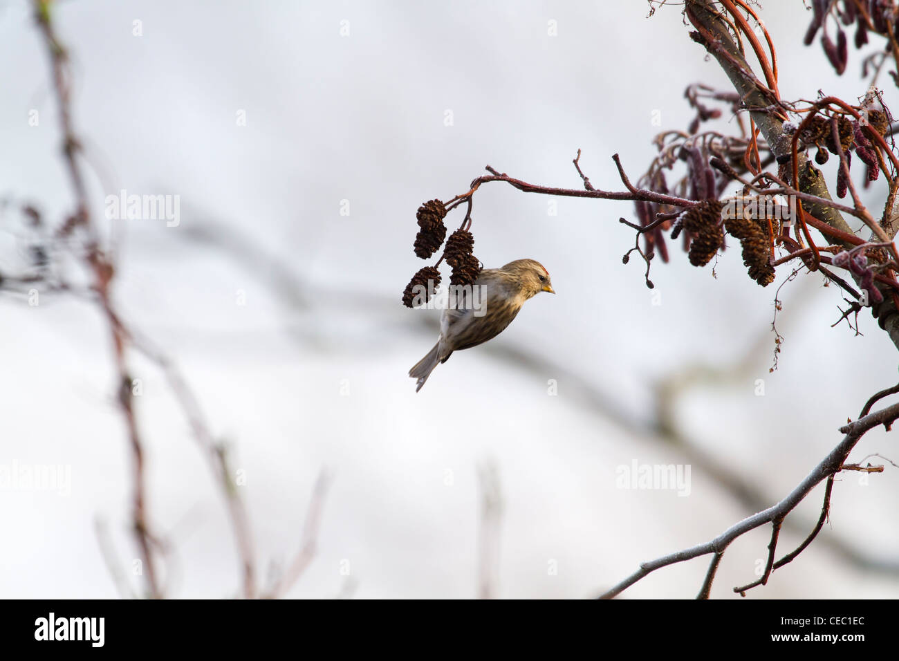 Redpoll (Carduelis flammea) appeso a un ramo di albero Foto Stock