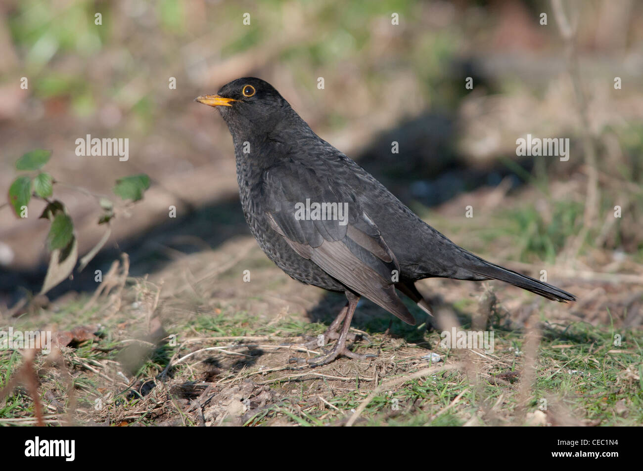 Merlo comune (turdus merula) sul suolo Foto Stock