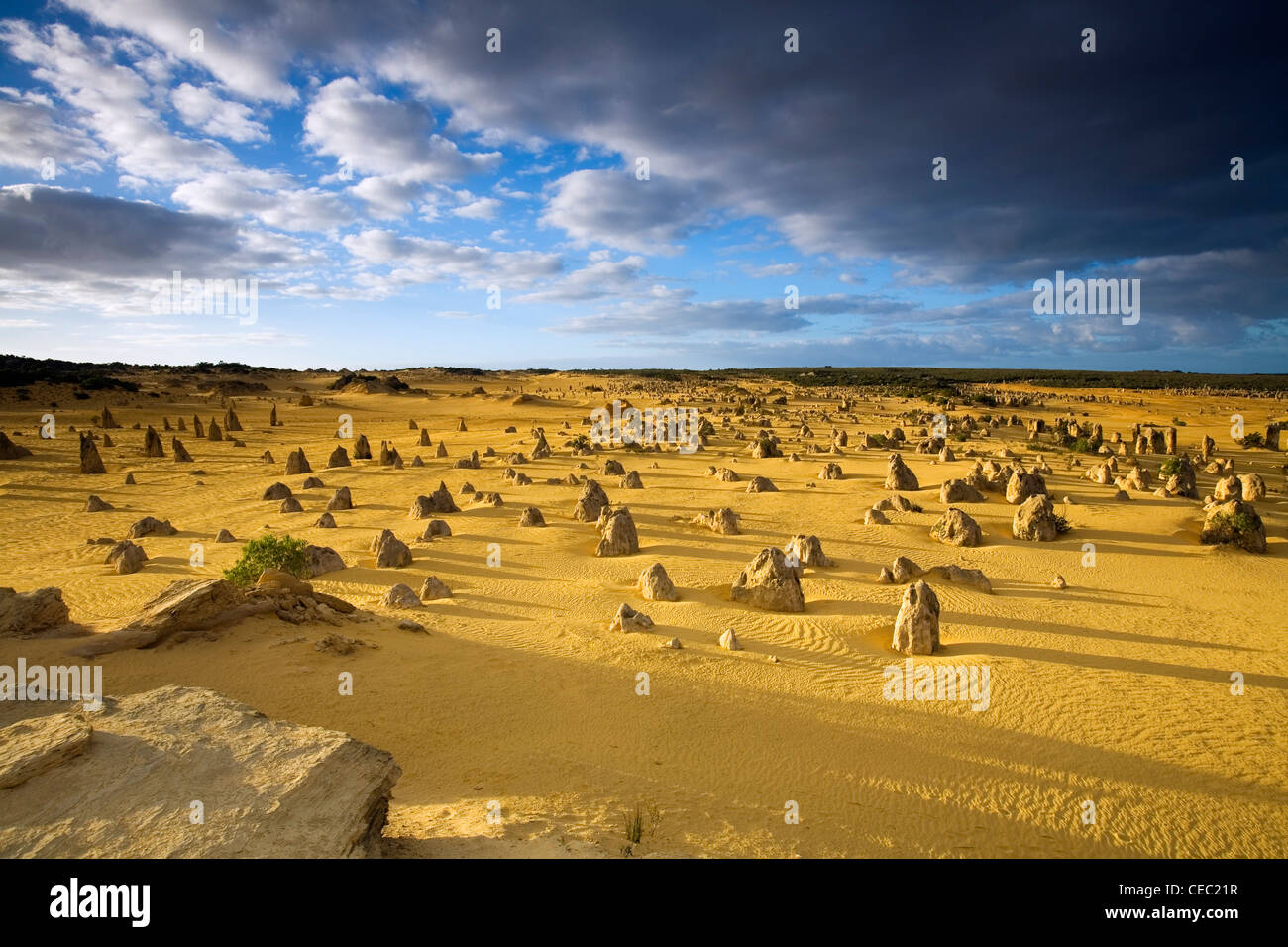 La luce del mattino al Deserto Pinnacles Nambung nel Parco Nazionale. Cervantes, Australia occidentale, Australia Foto Stock