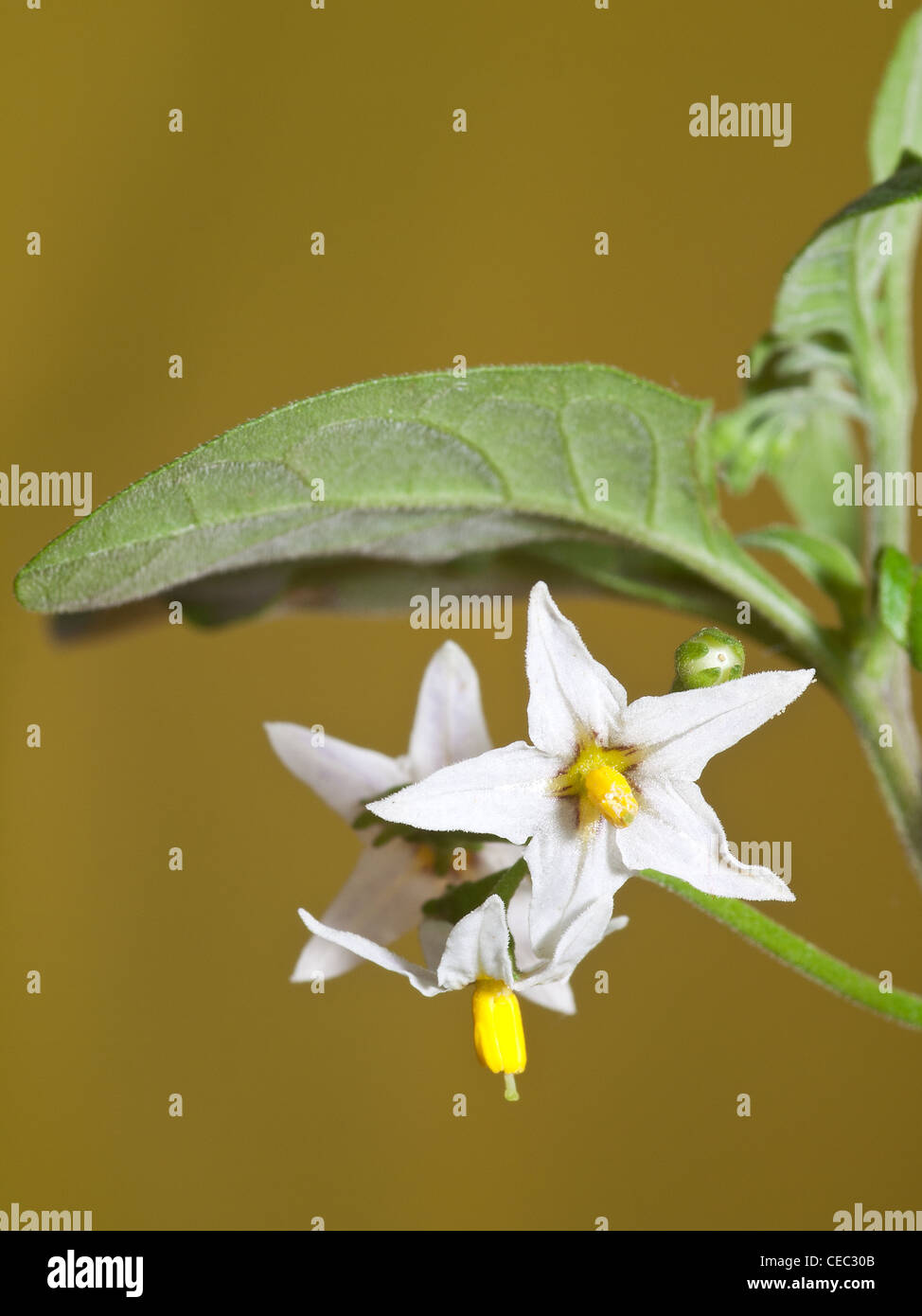 Comune di erba morella, Solanum nigrum, ritratto di fiore bianco con una bella fuori fuoco sfondo. Foto Stock