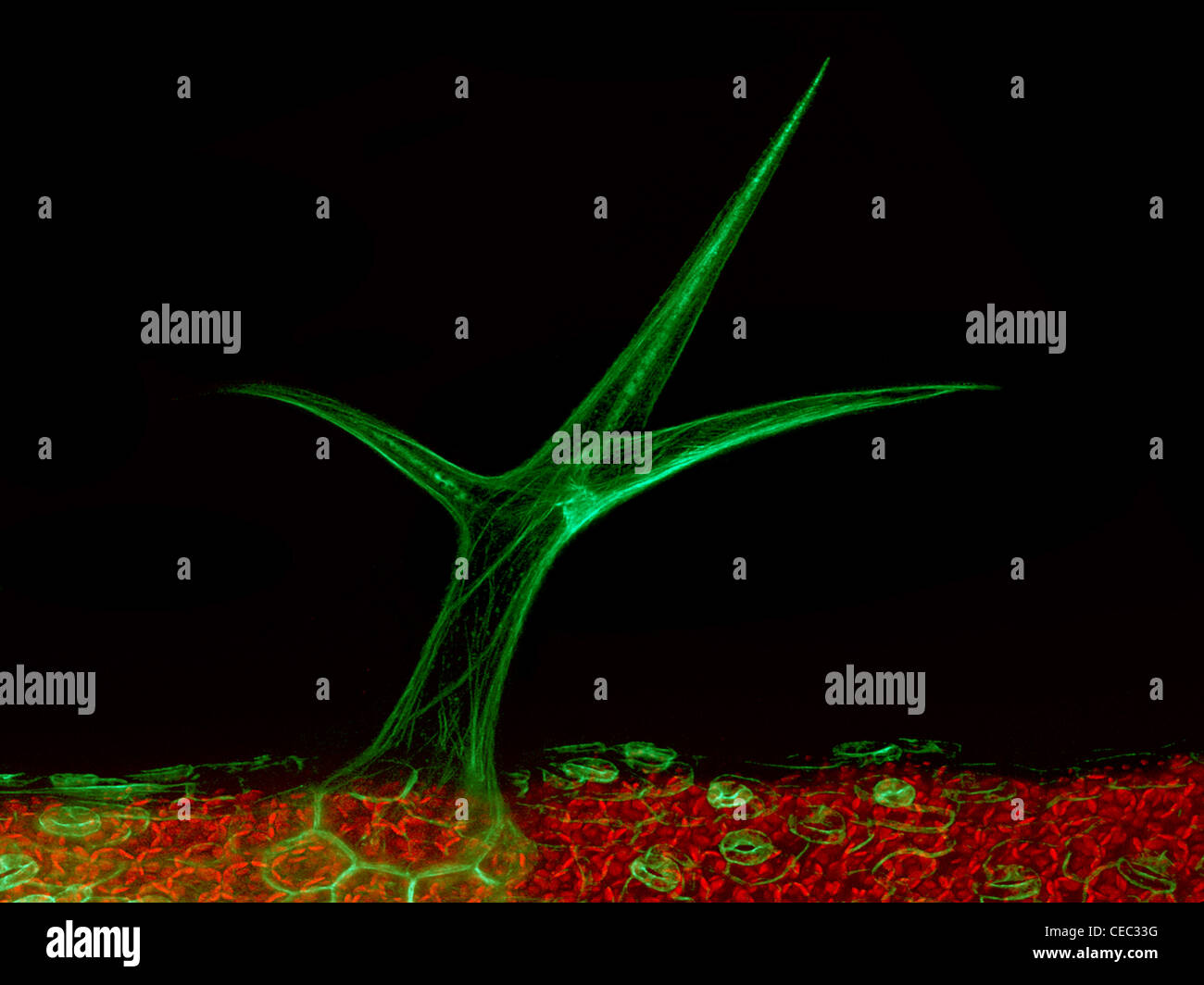 Microscopia laser confocale immagini e fotografie stock ad alta ...