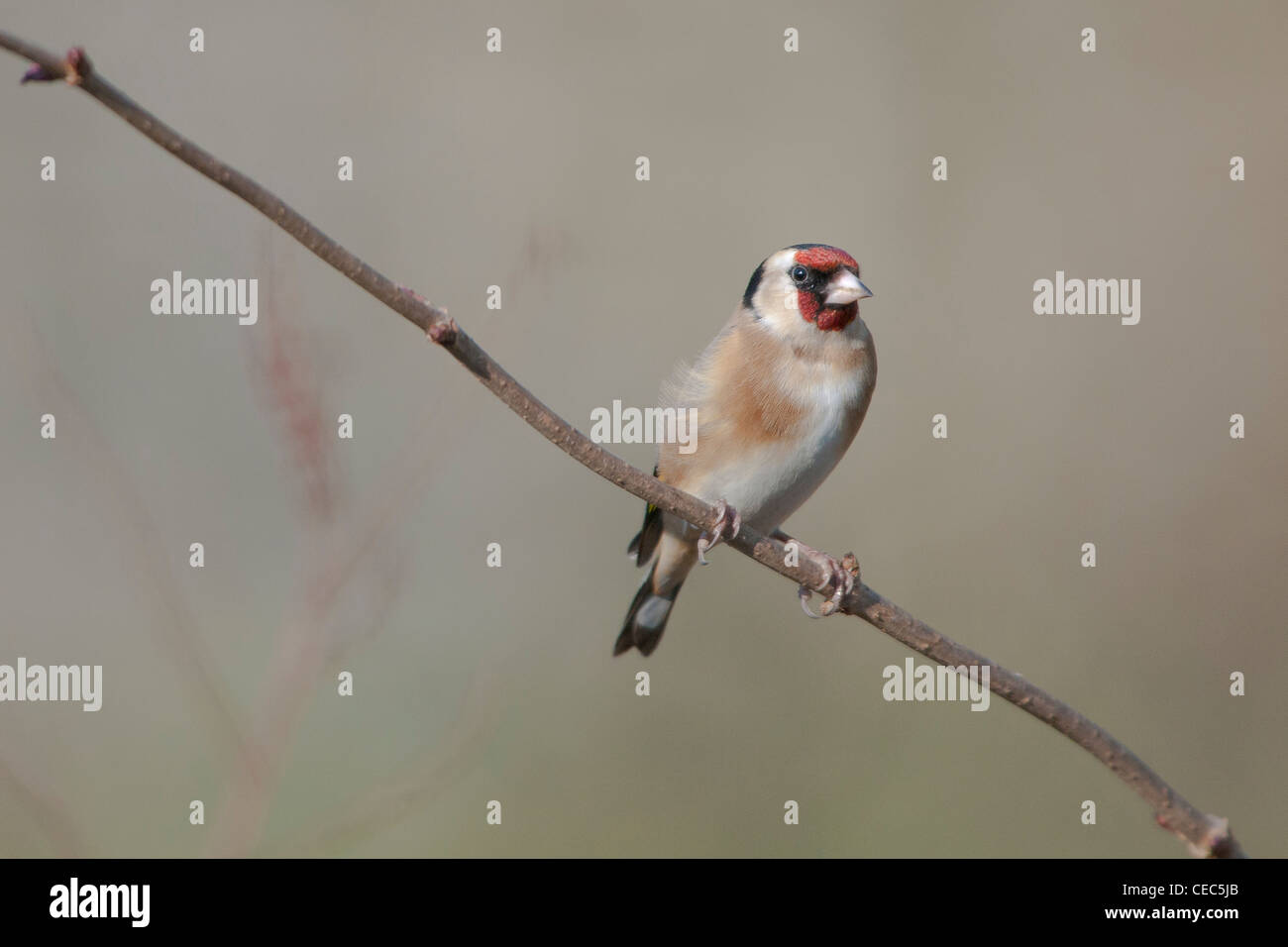 Cardellino europeo (Carduelis carduelis) Foto Stock