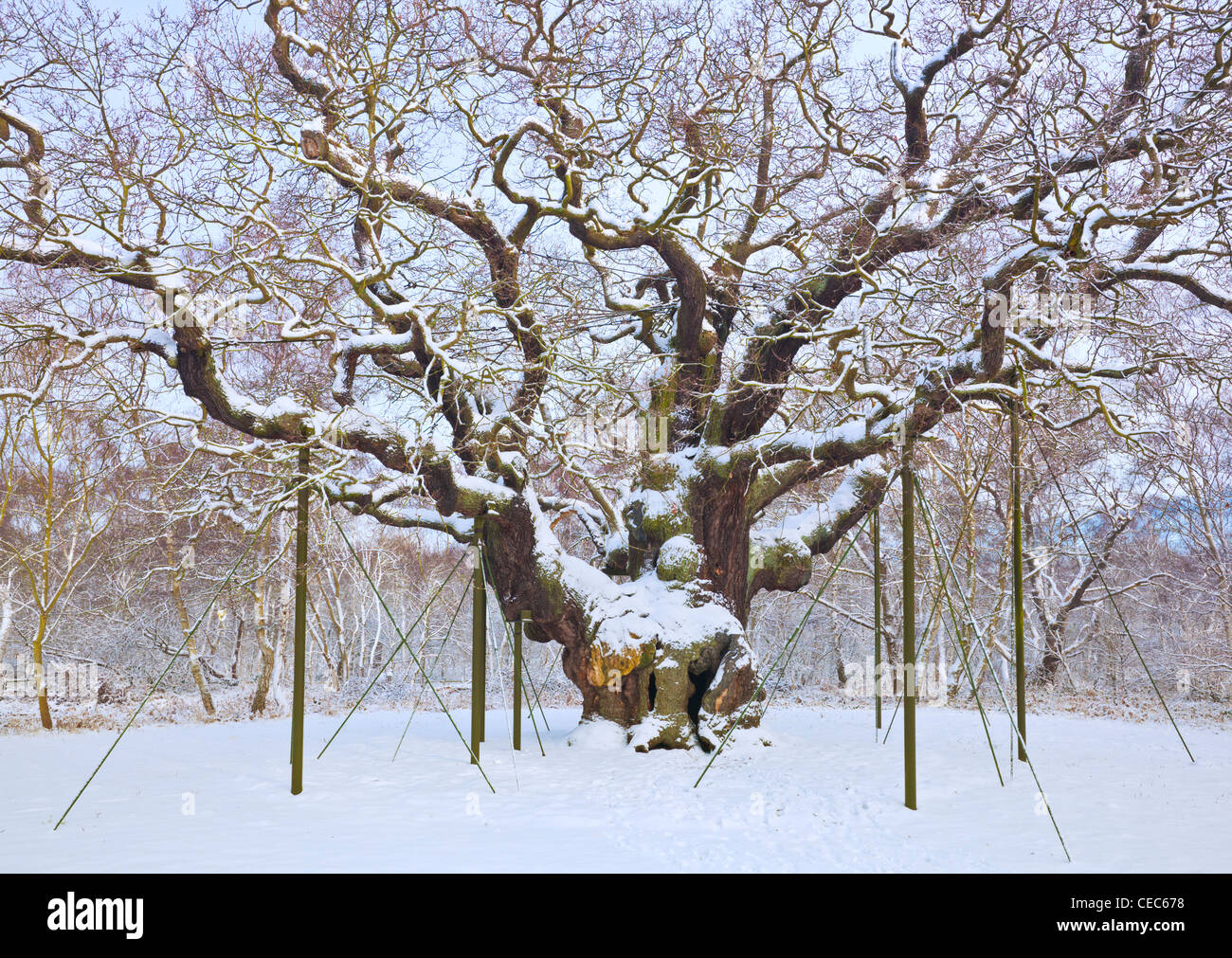 Il grande albero di quercia nella neve fresca foresta di Sherwood country park edwinstowe nottinghamshire England Regno unito Gb eu europe Foto Stock