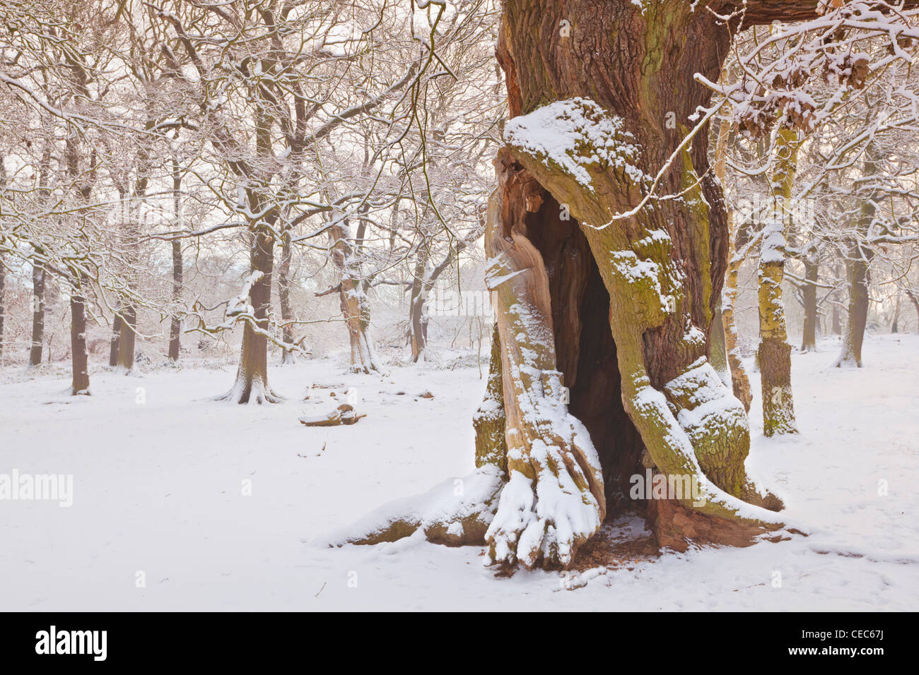 Albero di quercia nella neve fresca foresta di Sherwood country park edwinstowe nottinghamshire England Regno unito Gb eu europe Foto Stock