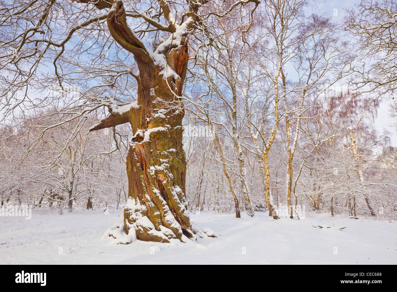 Albero di quercia a gignarled nella neve fresca Sherwood Forest Country Park Edwinstowe Nottinghamshire Inghilterra GB Europa Foto Stock