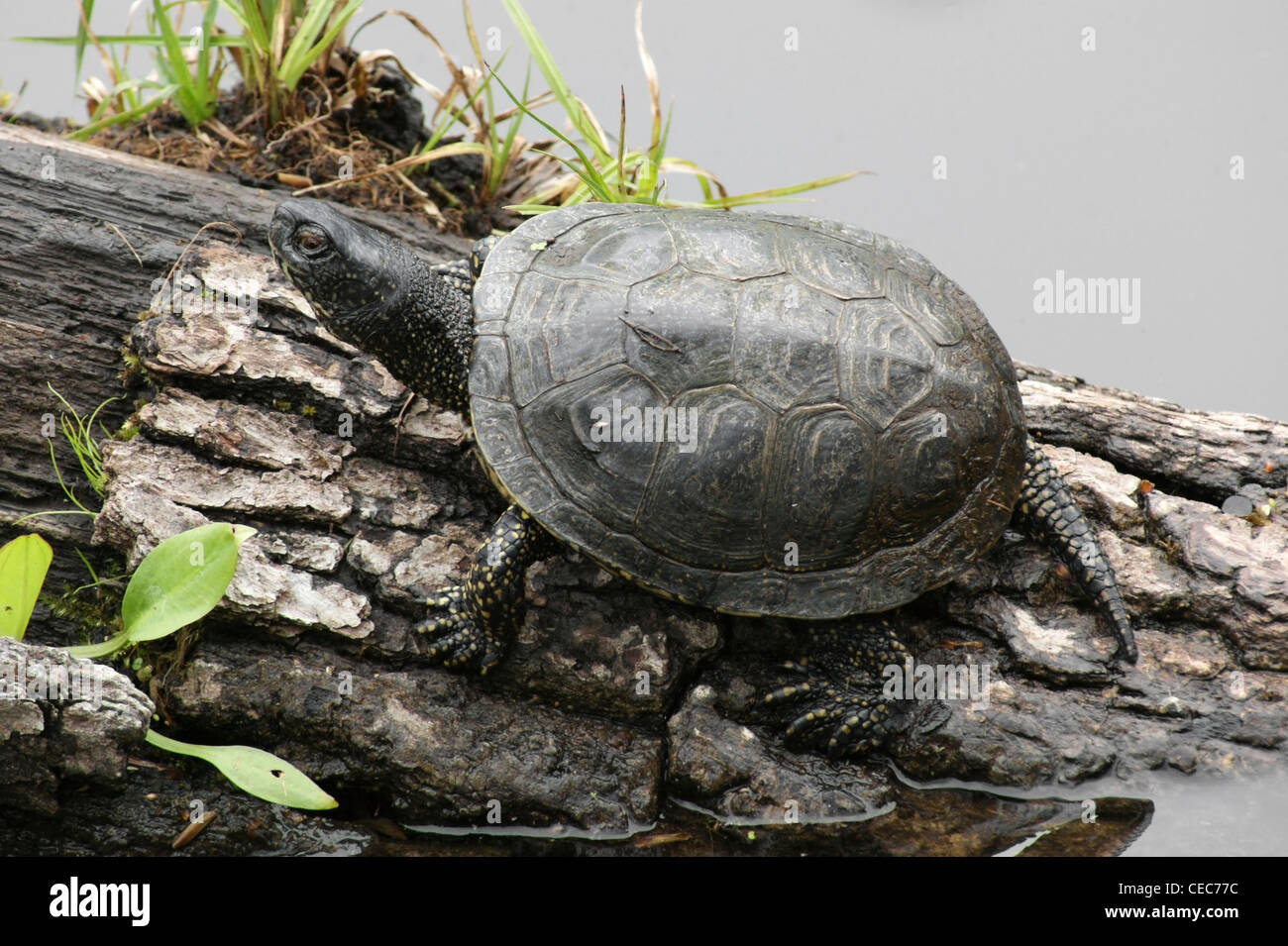 European pond terrapin seduto su una fronda in un stagno Foto Stock