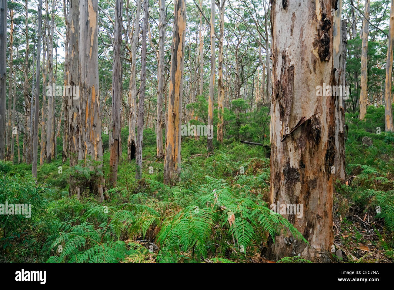 Boranup Foresta Karri, Vicino Fiume Margaret nel Leeuwin-Naturaliste National Park, Australia occidentale, Australia Foto Stock